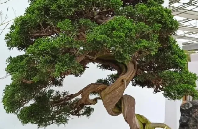 盆景|为什么原生的比嫁接的盆景贵（盆栽原生和嫁接的区别 ）