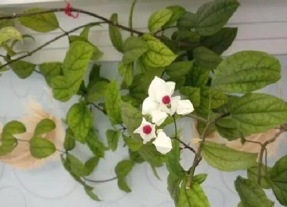 植物修剪|龙吐珠什么时候剪枝合适