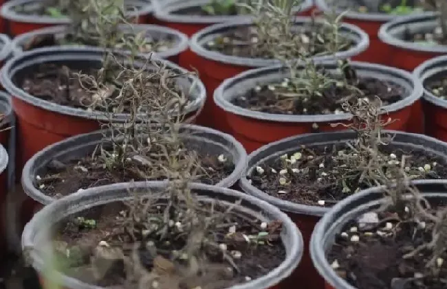 烂根|杭州暴雨有车库被淹 地库绿植也未能幸免