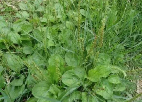 植物种类|蟾蜍草和蛤蟆衣是一种植物吗