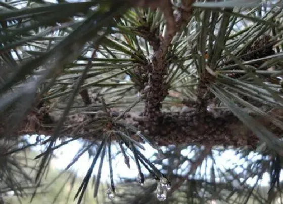 种植管理|松木的生长周期是多长时间