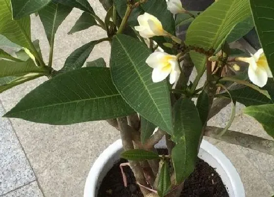 开花时间|鸡蛋花几月份开花 开花季节是什么时候