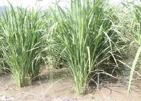 生长环境|水生植物的生长环境 生长需要的条件