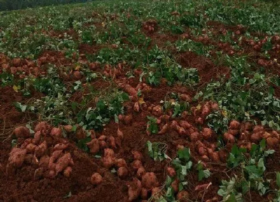 种植百科|红薯什么季节种植最好 红薯种植时间和方法