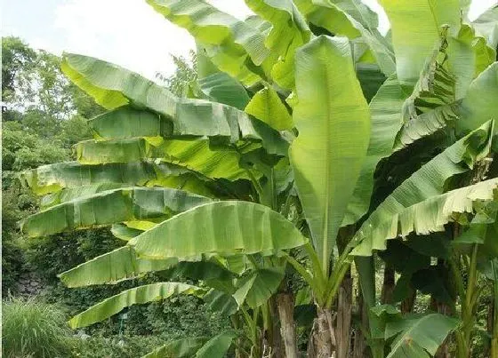 植物寓意|芭蕉的风水寓意和摆放位置