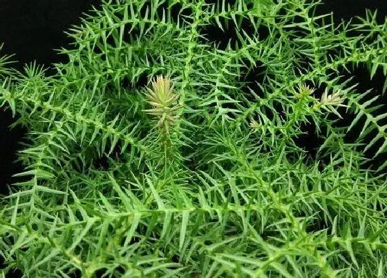风水百科|南洋杉的风水禁忌 南洋杉盆景对家庭风水怎么养