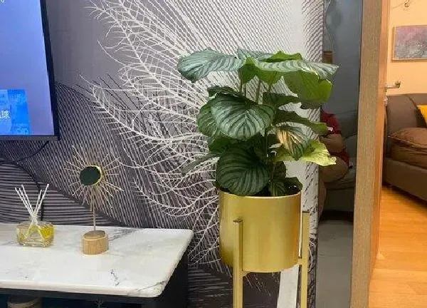 盆景|万年青用什么花盆好看