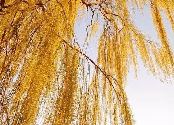 绿植|海边适合种什么植物