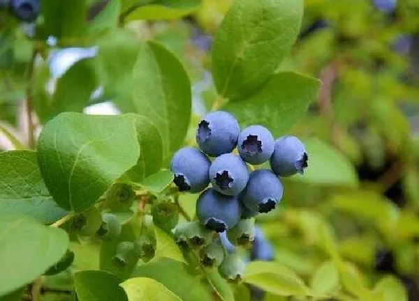 植物浇水|蓝莓树多久浇一次水