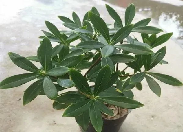 植物移栽|瑞香什么时候换盆好