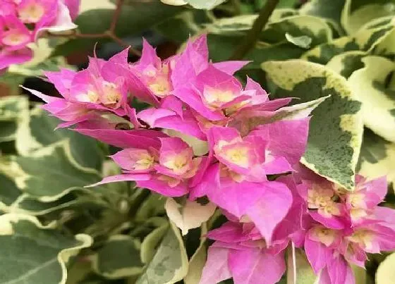 植物百科|三角梅冬天开花吗 冬季能否开花