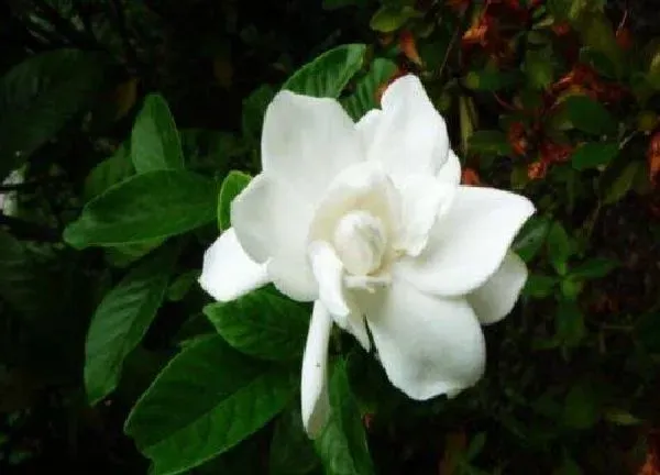 养殖科普|枝枝花好养吗 养护方法和注意事项