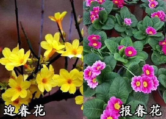 植物种类|迎春花和报春花是一种花吗