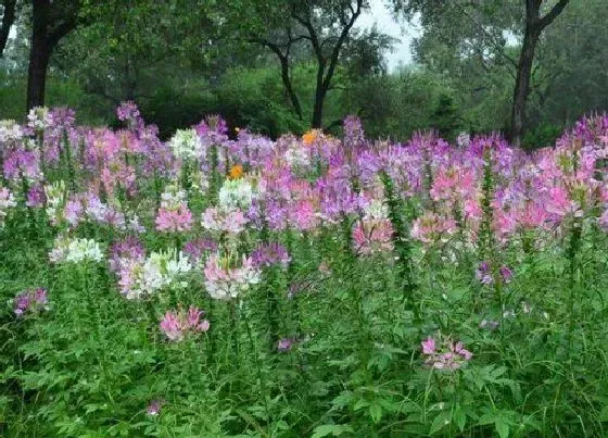 植物播种|醉蝶花什么时候播种 合适播种时间