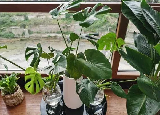 植物寓意|代表好运的植物有哪些