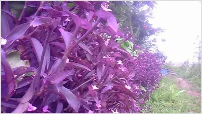紫鸭跖草该怎么种植？技术要点有哪些 | 农业科普