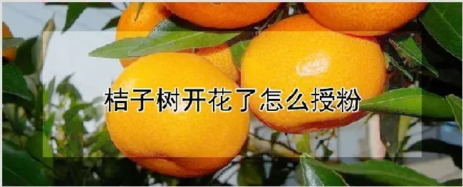 桔子树开花了怎么授粉 | 种植资料
