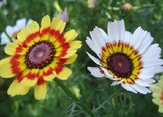 植物百科|花环菊是多年生吗