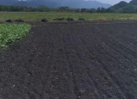 种植土壤|黑土是什么土