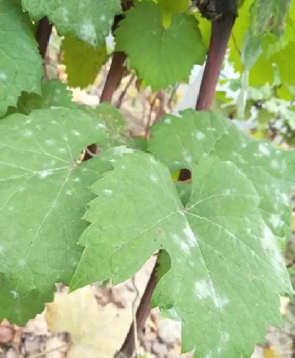 植物病害|葡萄白粉病用什么药防治措施（葡萄树白粉病发病的原因）