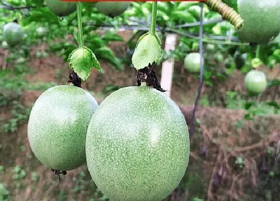 喷药|石硫合剂有毒吗（打树农药的石硫合剂毒性对人有害吗）