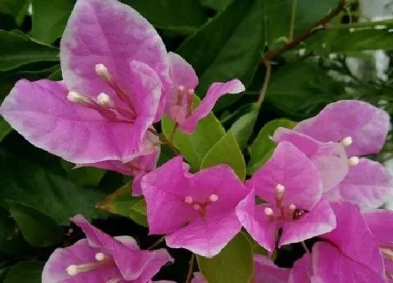 花期|三角梅多久开花一次