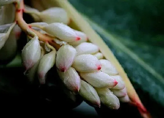 植物百科|豆蔻是什么植物类别