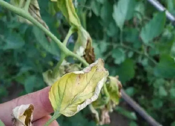 植物病害|番茄花叶病症状及防治方法