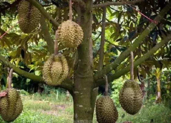 植物播种|榴莲种子怎么种植