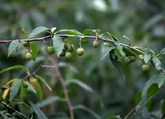 植物种类|金刚木是什么树 长什么样子