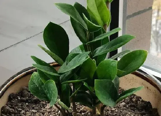 种植土壤|钱串子配土方法与种植土壤