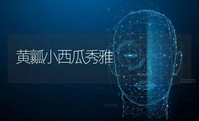 黄瓤小西瓜秀雅 | 瓜果种植