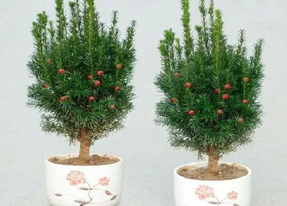 冬天植物|红豆杉怕冻不怕冻（盆栽红豆杉零下几度就冻死了）