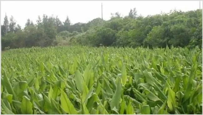 姜黄种植需要注意什么 | 种植资料