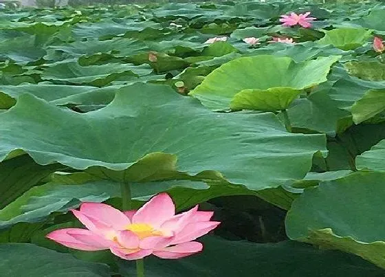 绿植|池塘适合种什么植物 5种适合在池塘生长的植物