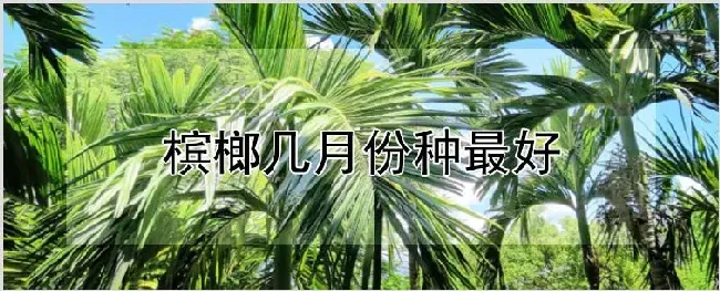 槟榔几月份种最好 | 农业科普