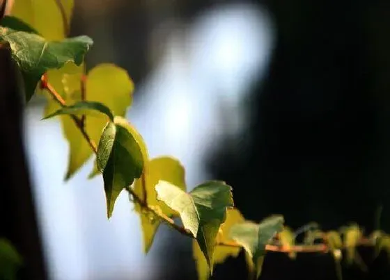 植物寓意|爬山虎的寓意和象征风水