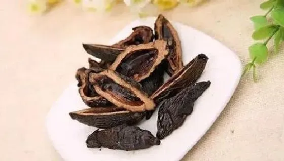食用常识|槟榔是发物吗 是不是属于发物食物