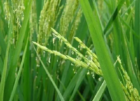 植物百科|水稻是两性花吗