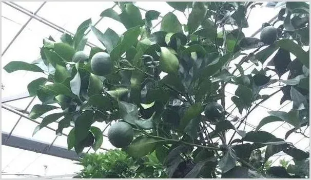 红西柚的定植技术及病虫害防治措施 | 养殖技术