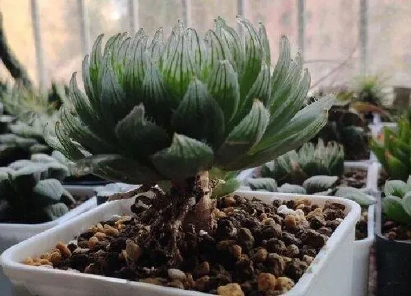 养殖方法|图解多肉植物玉露怎么闷养（多肉玉露为什么要闷养养护）