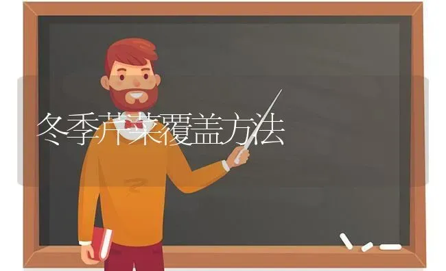 冬季芹菜覆盖方法 | 蔬菜种植