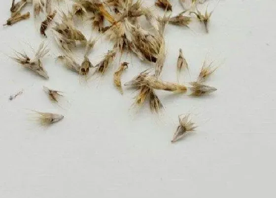 植物百科|非洲菊有种子吗