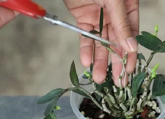 植物修剪|石斛怎么修剪方法