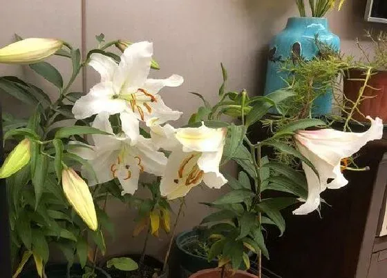 植物毒性|百合开花有毒吗 可以放室内养吗