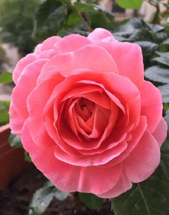 植物百科|芳香王阳台月季优缺点（芳香王香味浓单花花期长又耐阴）
