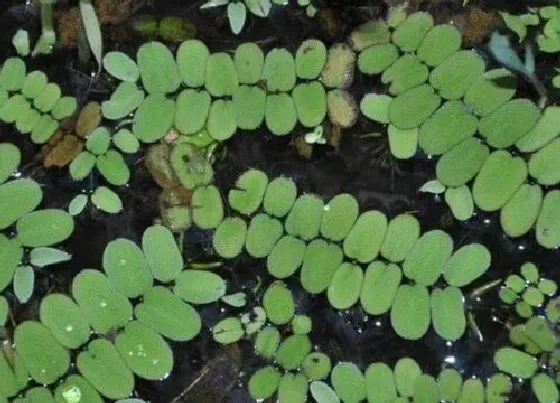 植物种类|山椒藻是蕨类植物吗