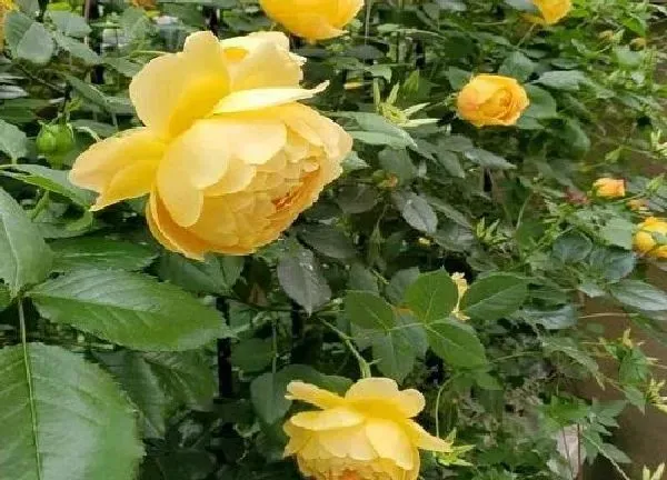 养殖科普|啬微花喜阴还是喜阳
