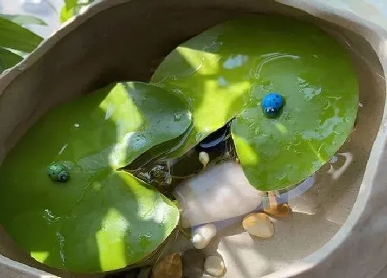 植物种类|改善鱼缸水质最强的水生植物（净化水质的水养植物品种）