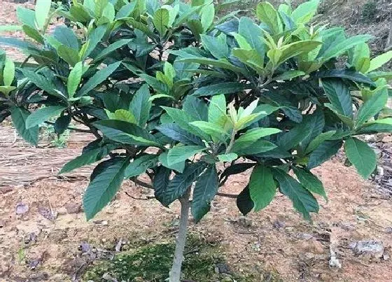 种植管理|枇杷种植的栽培方法，枇杷树高产种植技术和管理要点）